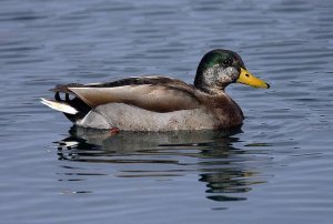 Duck-on-Water